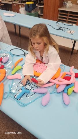 a student attaching velcro organs to a plastic sheet