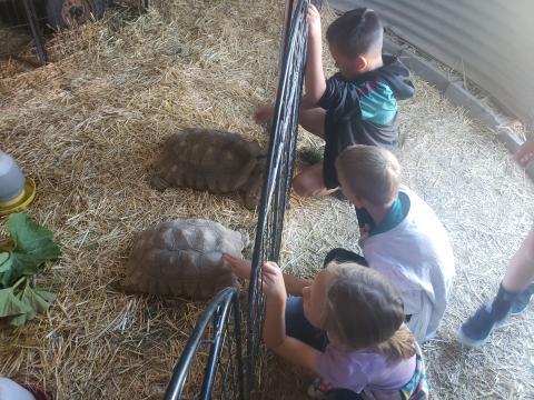 Students at the petting zoo. 
