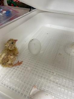 baby chick hatching